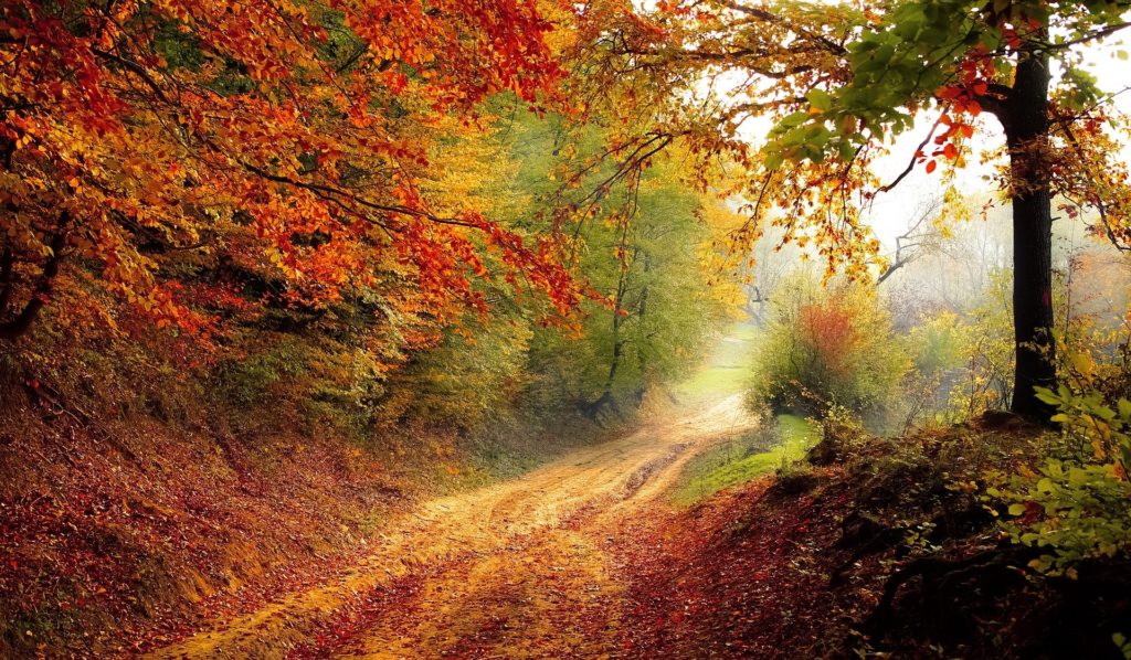 Red trees with a dirt path cutting through